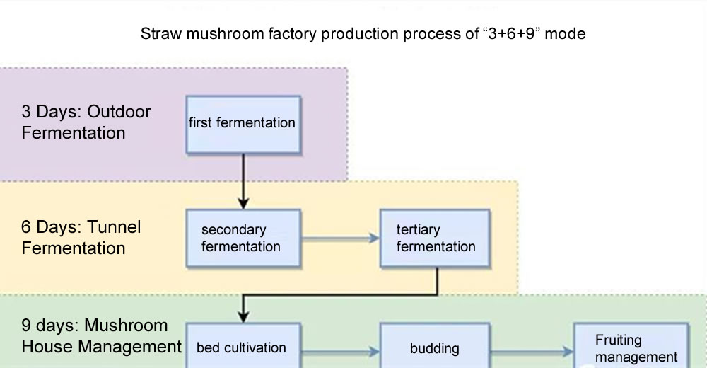 A breakthrough was made in the third fermentation technology of straw mushroom industrialization