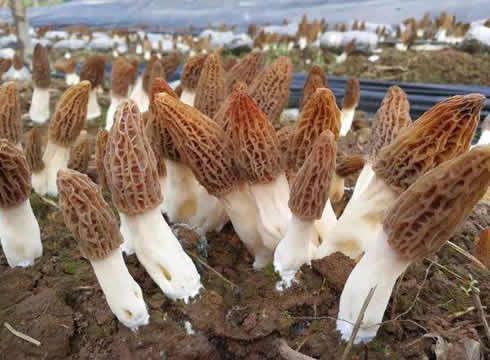 High Yield Cultivation Of Morel 