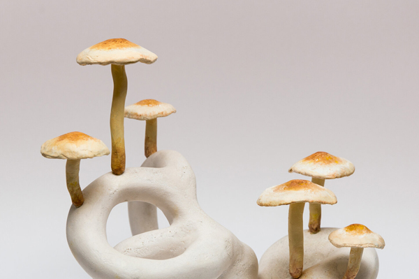 How to protect the normal growth of mushroom seedlings-Satrise Mushroom