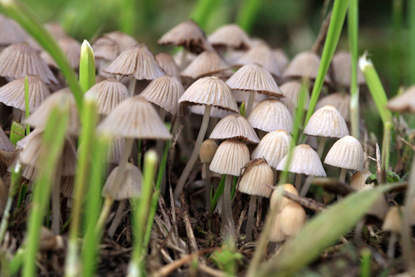 Precautions for mushroom growth-Satrise Mushroom