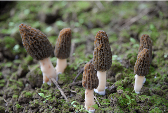Scientific sterilization helps to increase the probability of stable production of morels