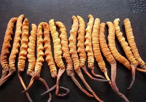 China completes the first quantitative assessment of the reserves of Cordyceps sinensis