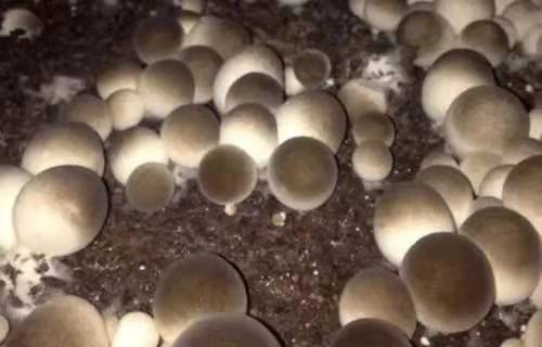 Precautions for straw mushroom cultivation