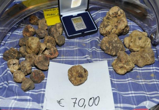 New species of white truffle discovered by Kunming Institute of Botany, Chinese Academy of Sciences
