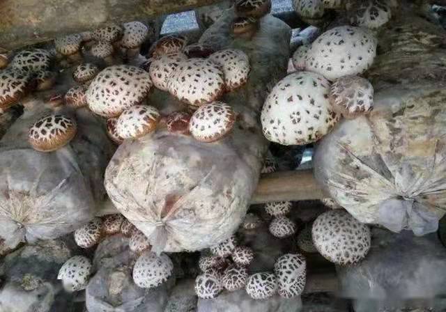 How to cultivate bag-grown shiitake mushrooms after fruiting