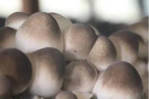 Three good ways to increase the yield of straw mushroom