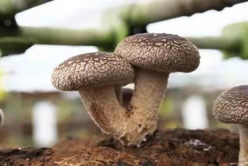 How much humidity is suitable for the growth and development of shiitake mushrooms