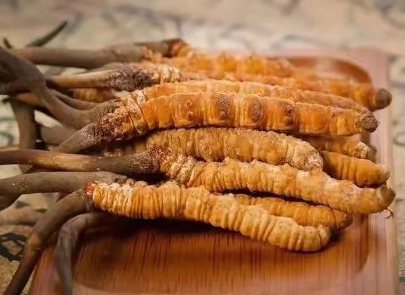 Scientific research team realizes artificial high-density cultivation of Cordyceps sinensis