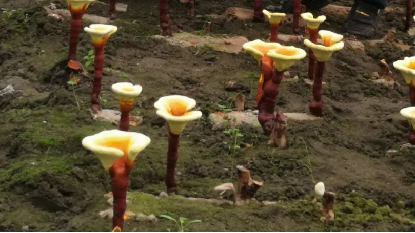 Ganoderma lucidum imitation wild cultivation technology