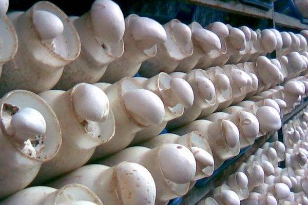 The advantages and medium formula of Bailing mushroom liquid spawn