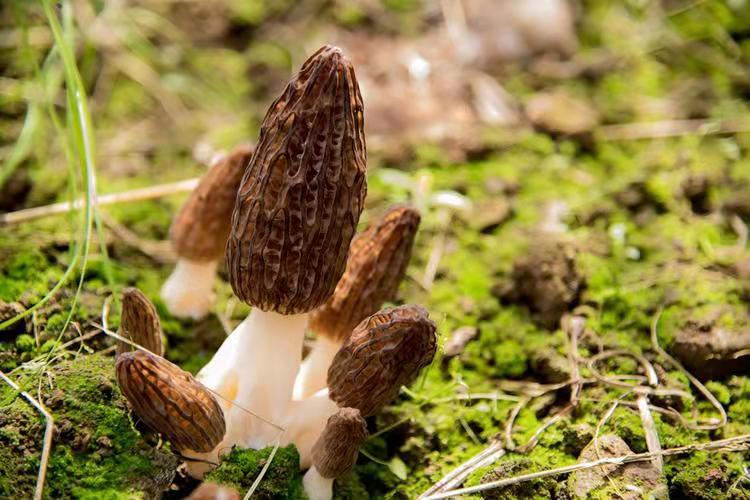 Effects of herbicides on yield of Morchella