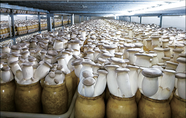 Innovative development of edible fungus factory production