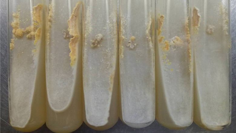Sterilization method of edible fungus mother culture medium