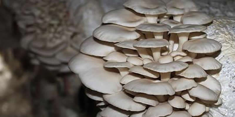 Intensive Cultivation Technology of Edible fungus