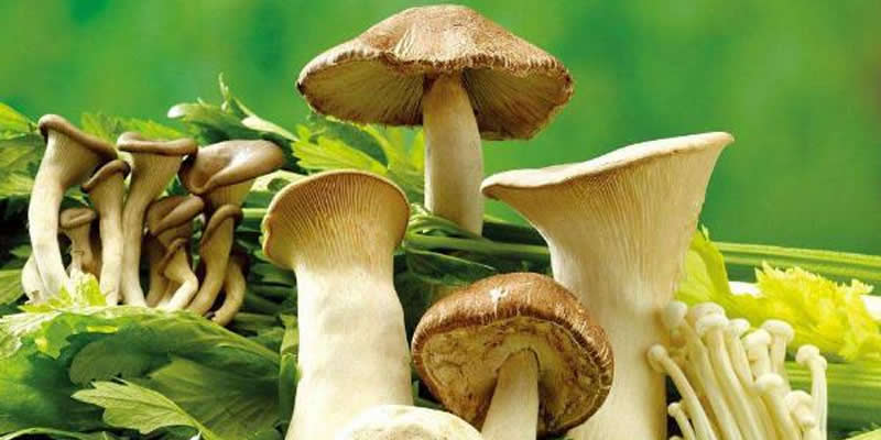 Development and trend of edible fungi demand materials industry