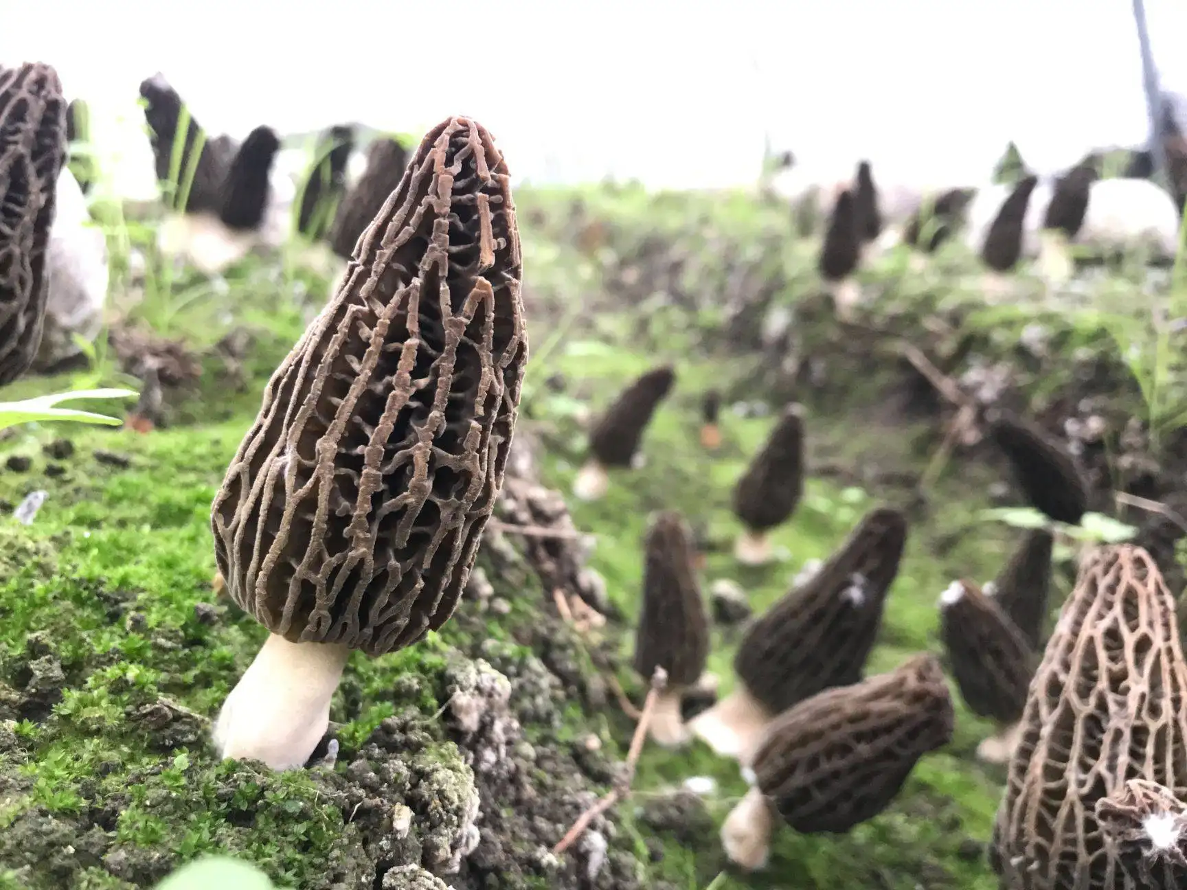 How to sow morels