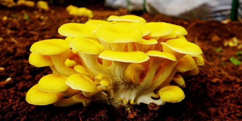 In order to reduce market competition, niche edible fungi varieties can be considered