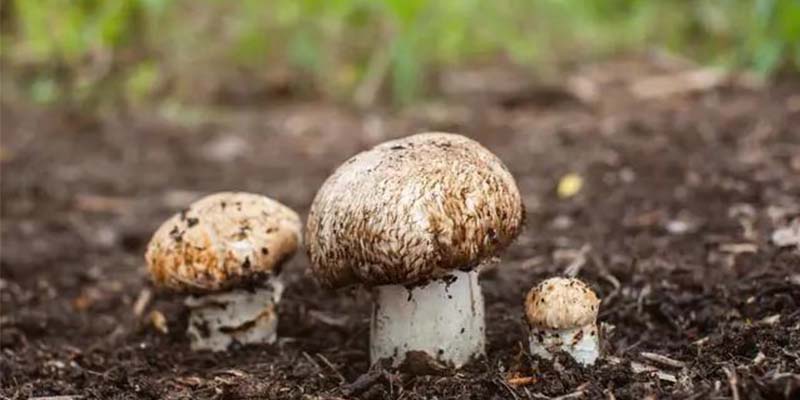 Technical Introduction Of Shiitake Mushrooms Grown In The Ground