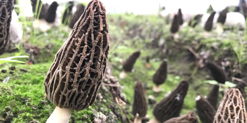 Integrated disease management and management techniques for morel mushroom