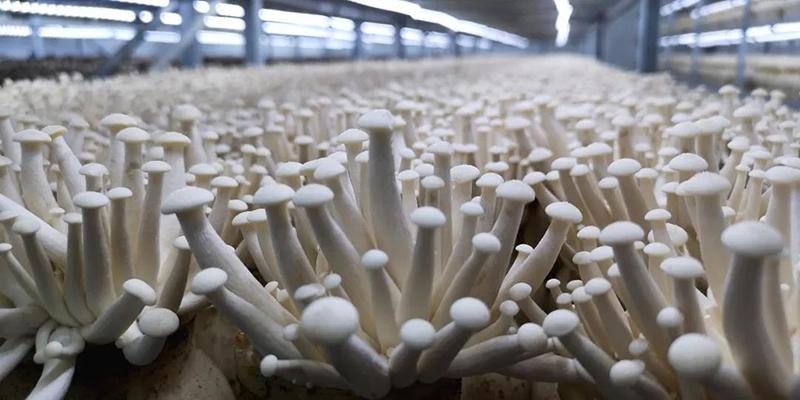 Problems of Temperature Regulation in the Cultivation Process of Edible Fungus