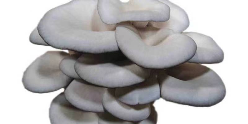 Spring cultivation of edible mushrooms, prevention and control of insect pests is urgent