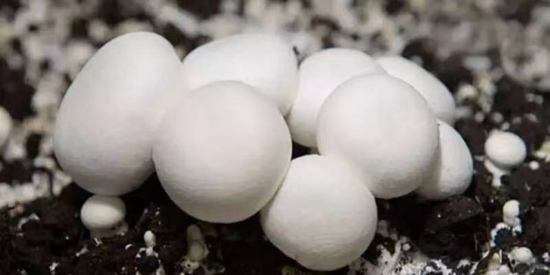 Prevention and control of small and dense mushrooms of botton mushroom