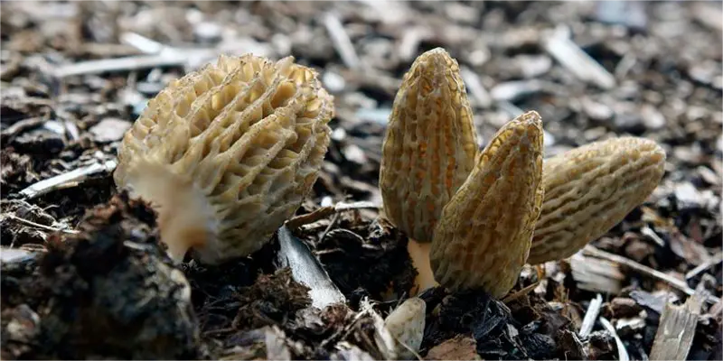 The advantages and difficulties of growing morel mushrooms in greenhouses