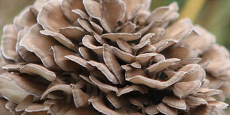 Vertical Buried Cultivation Techniques of Maitake Off-Bag and Covered with Soil