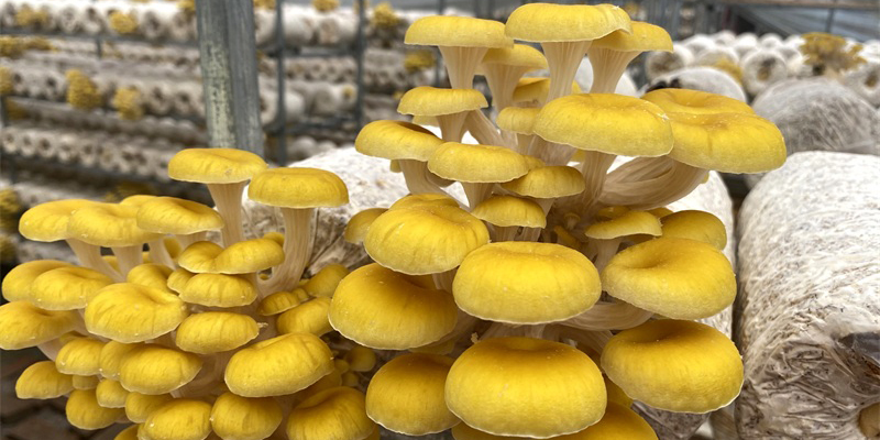 The Key Techniques of Cultivating Yellow Mushroom on Elm Wood