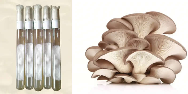 Production process of mother culture of oyster mushroom test tube