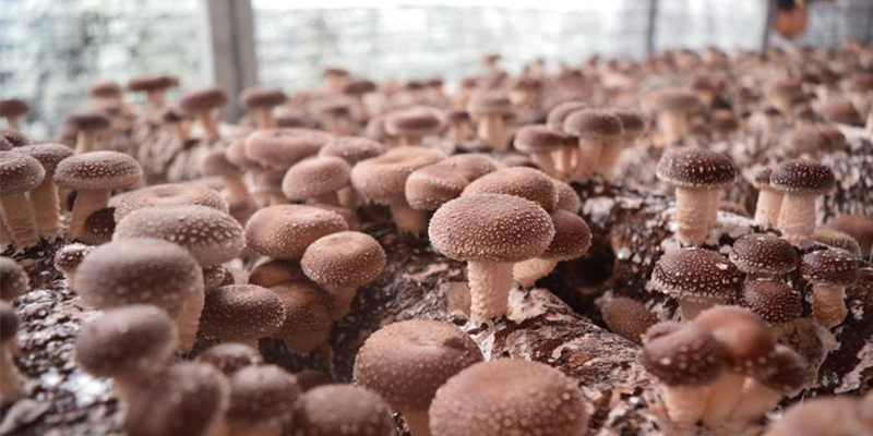 Emergency measures for edible fungi production technology after rainstorm