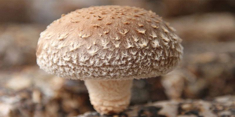 What are the technical points of mushroom culture management?