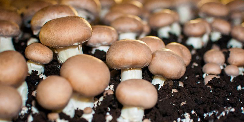 Commercial Mushroom Growing: A Lucrative Opportunity in the Agricultural Industry