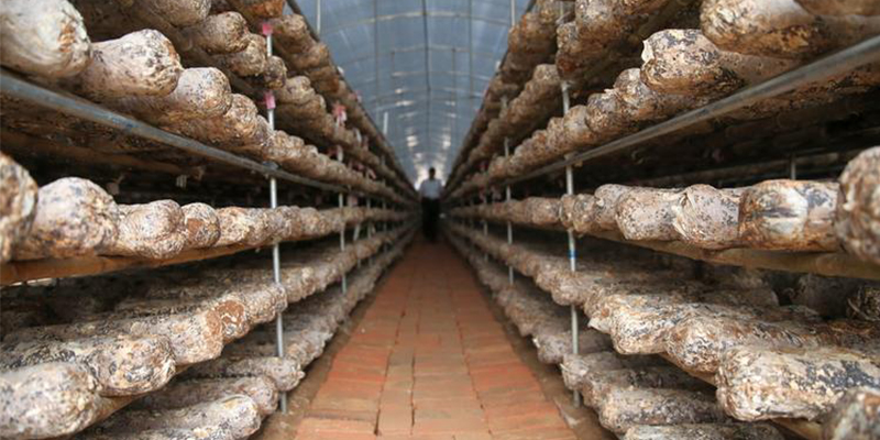 Can mushroom greenhouses be completely sterilized with medication?