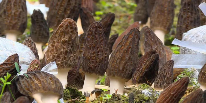 How to prevent and treat morel fungus diseases