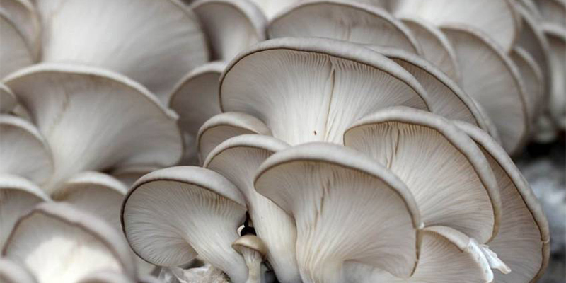 What should be paid attention to in order to achieve high yield in oyster mushroom cultivation?