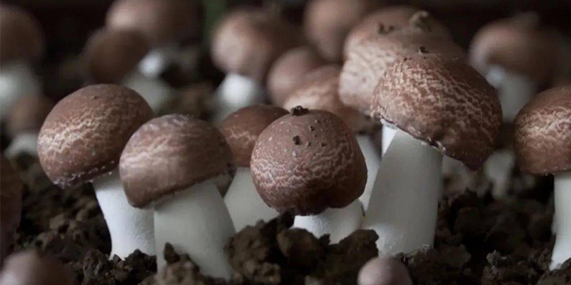 Brief Steps For Growing Agaricus Blazei
