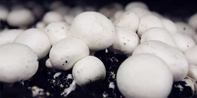 Stacking and Fermentation of Button Mushroom Culture Material