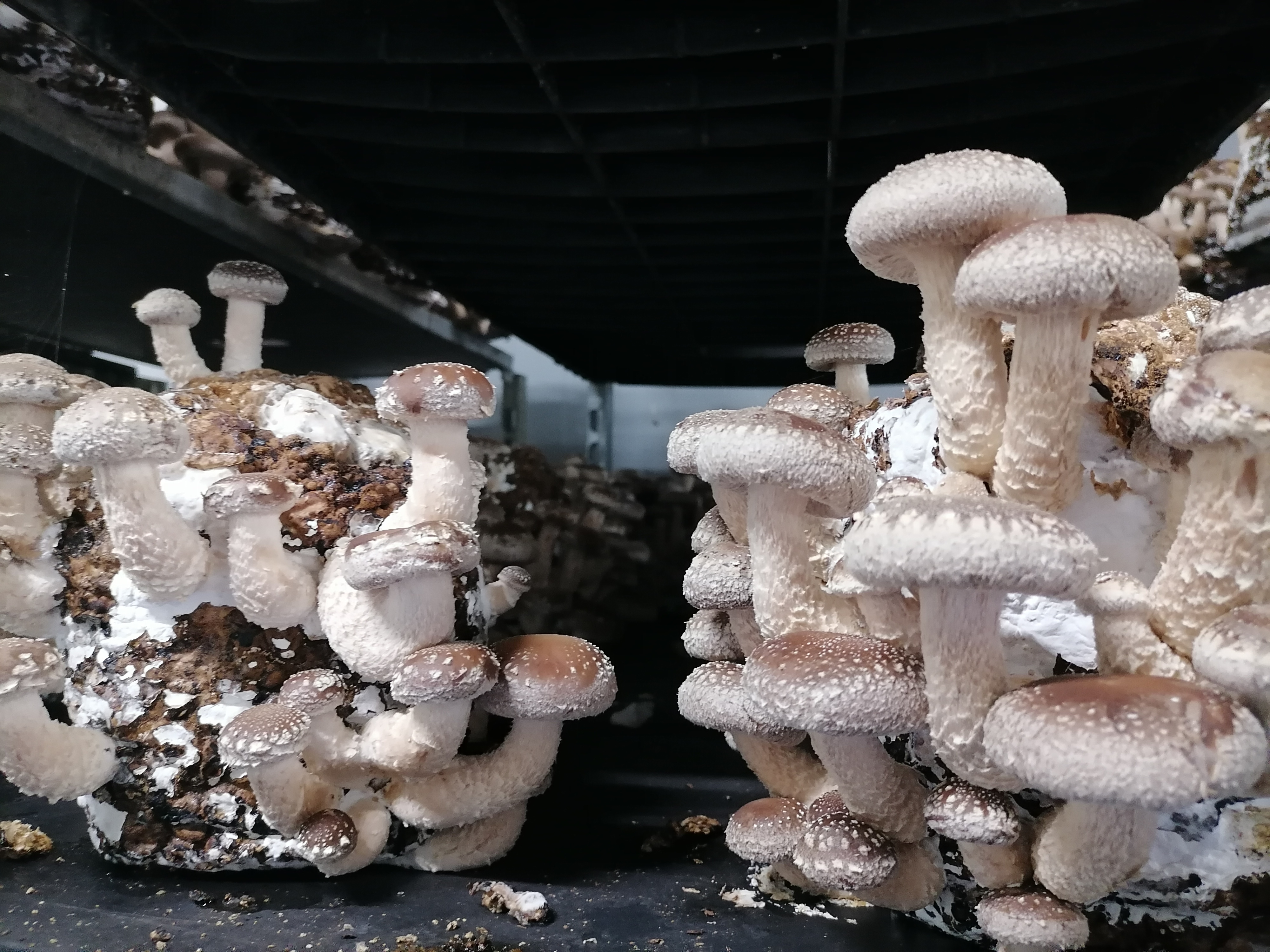 What's the reason for the bad shape of shiitake mushrooms?