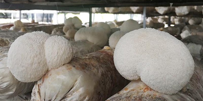 Comparison of fruiting modes of lion's mane mushroom in factory cultivation