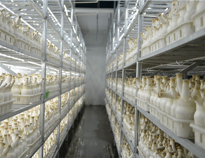 Growth environment requirements of King Oyster Mushroom
