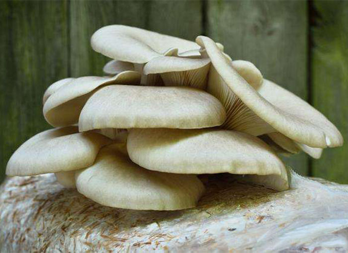 Why Do Oyster Mushrooms Die Soon After They Emerge?