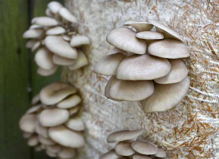 Why Do Oyster Mushrooms Grow Before Mycelium Fills The Bag?