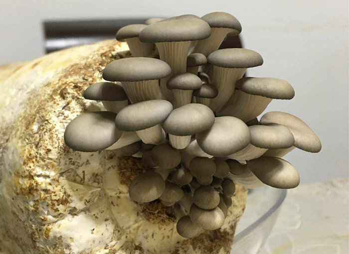 How to Manage Oyster Mushrooms When They Enter The Coral Stage?