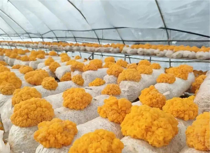 Production and Cultivation of Golden Ear Mushroom Bags