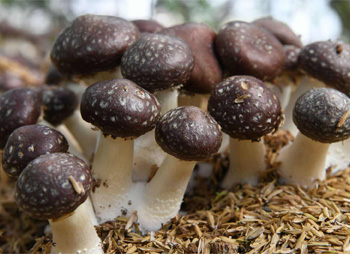 What are the cultivation materials for Stropharia Rugosoannulata?