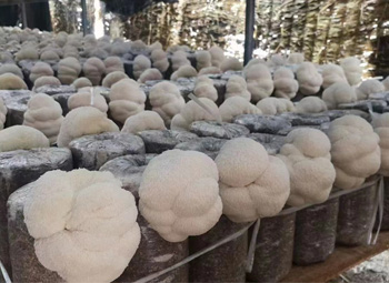 5 Technical Points for Cultivation of Lions Mane Mushroom 