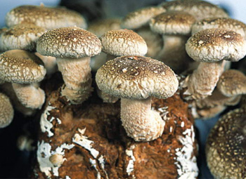 What Is The Suitable PH Range For Common Edible Fungi?