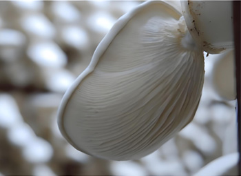 How to Manage The Post-ripening Period of Pleurotus Nebrodensis?