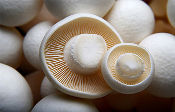 How to Manage The Fruiting of Edible Fungi in August?